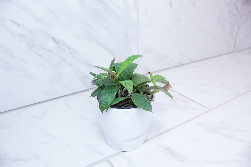 Aeschynanthus Lipstick Black Pagoda, 4" Plant