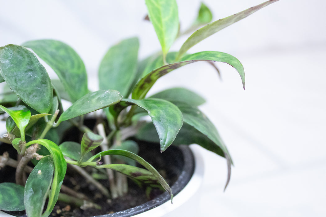 Aeschynanthus Lipstick Black Pagoda, 4" Plant