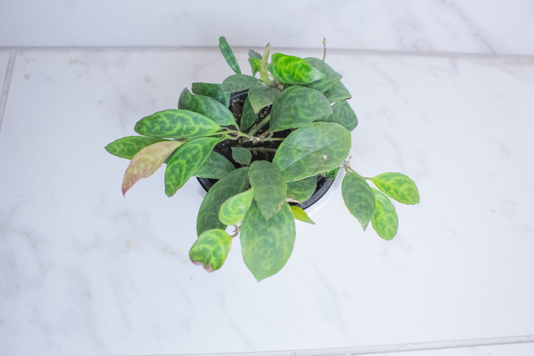 Aeschynanthus Lipstick Black Pagoda, 4" Plant