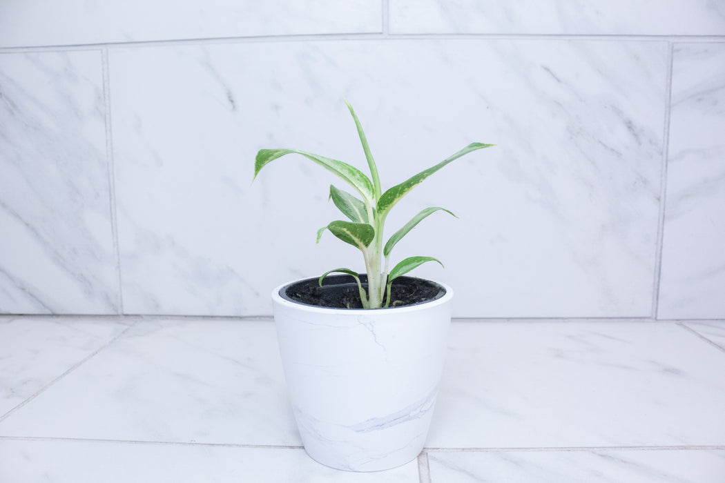 Aglaonema White Rain, 4" Plant