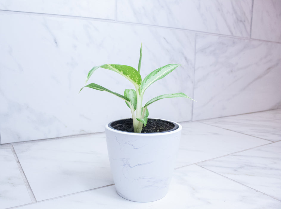 Aglaonema White Rain, 4" Plant