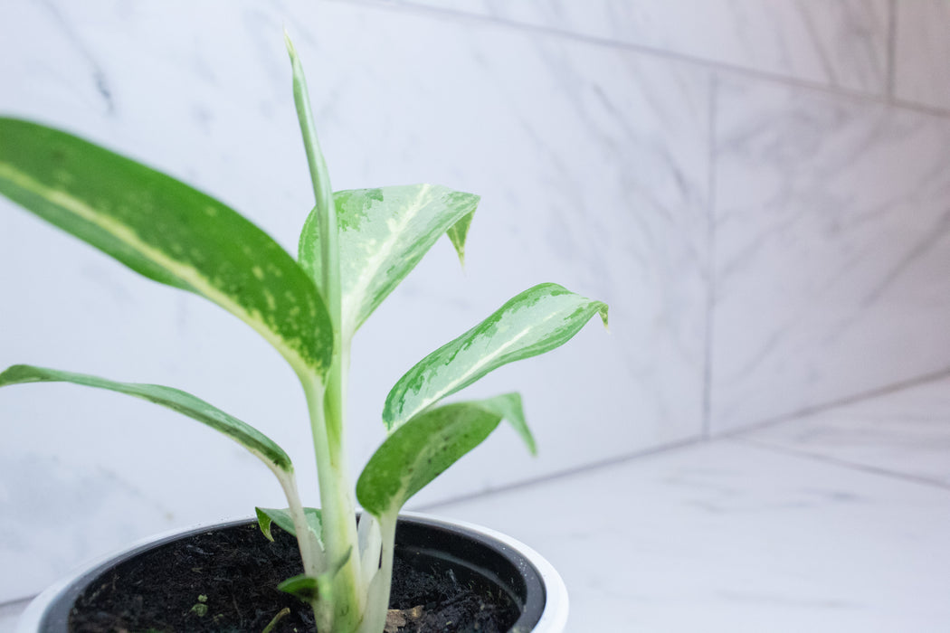 Aglaonema White Rain, 4" Plant