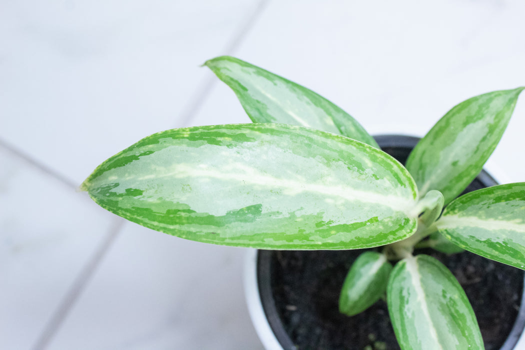 Aglaonema White Rain, 4" Plant