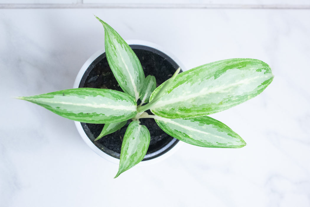 Aglaonema White Rain, 4" Plant