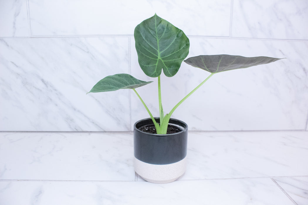 Alocasia Regal Shield, 4” Plant