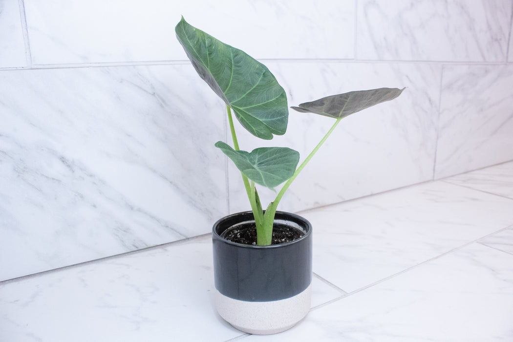 Alocasia Regal Shield, 4” Plant