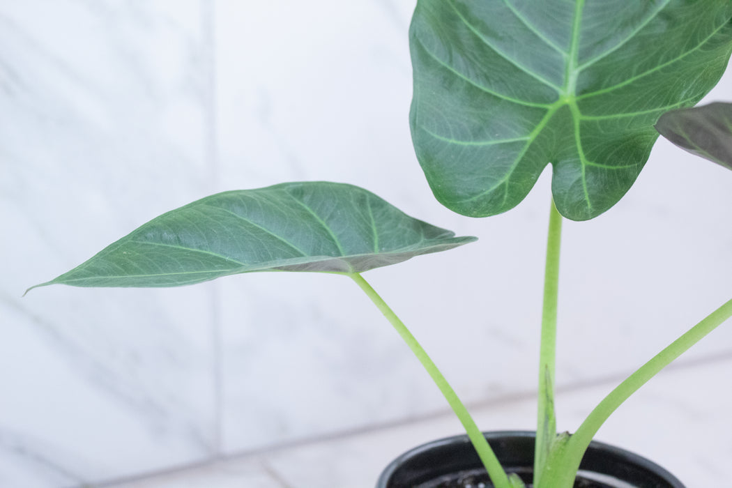 Alocasia Regal Shield, 4” Plant
