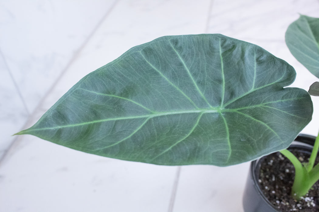 Alocasia Regal Shield, 4” Plant