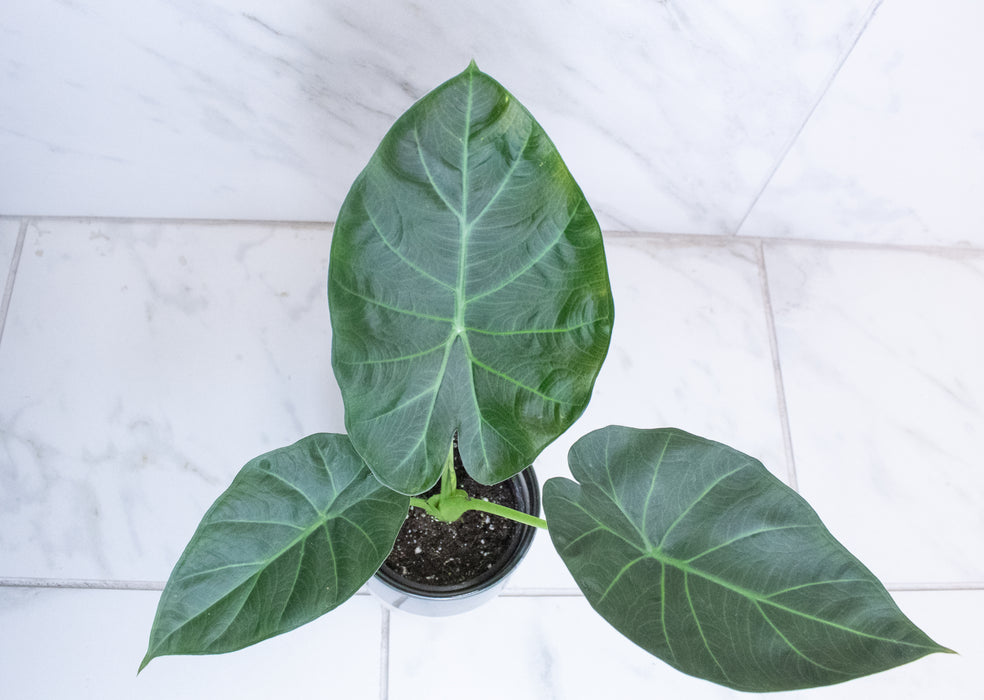 Alocasia Regal Shield, 4” Plant