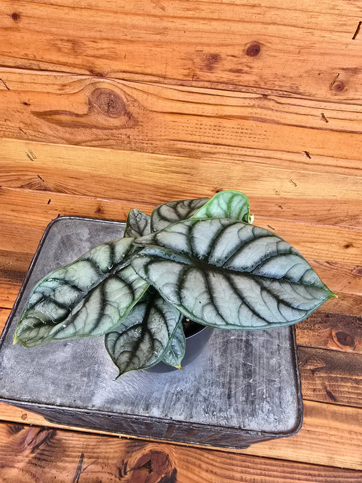 Alocasia Silver Dragon, 4" Plant