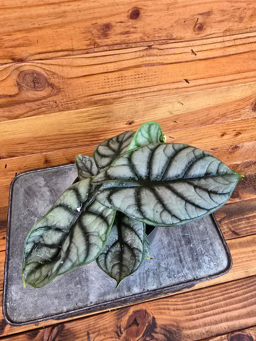 Alocasia Silver Dragon, 4" Plant