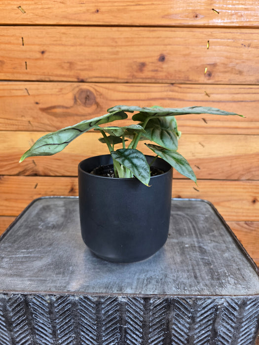 Alocasia Silver Dragon, 4" Plant