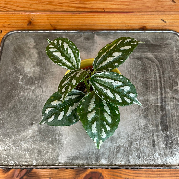 Pilea Cadierei Aluminium, 2" Plant