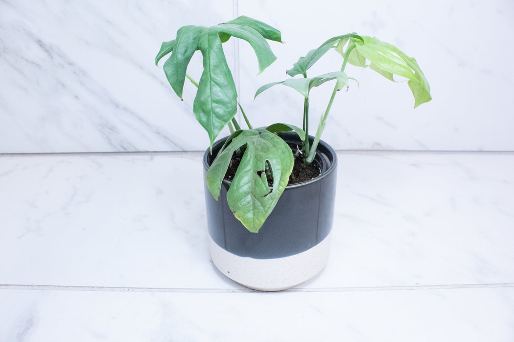 Amydrium Silver, 4" Plant
