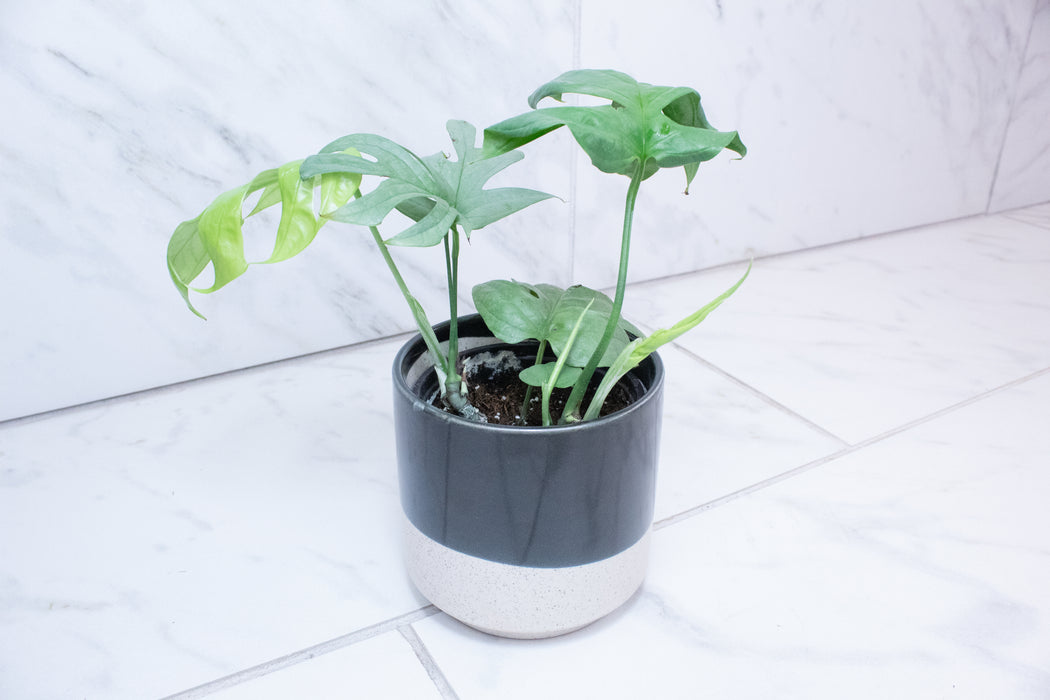 Amydrium Silver, 4" Plant