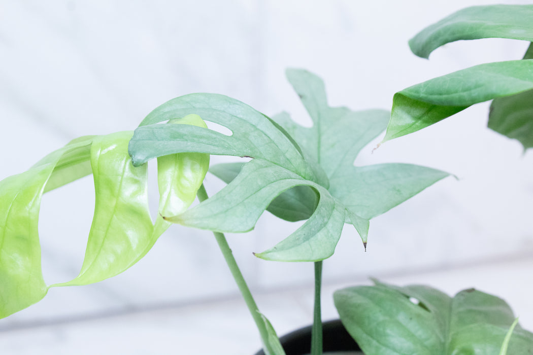 Amydrium Silver, 4" Plant