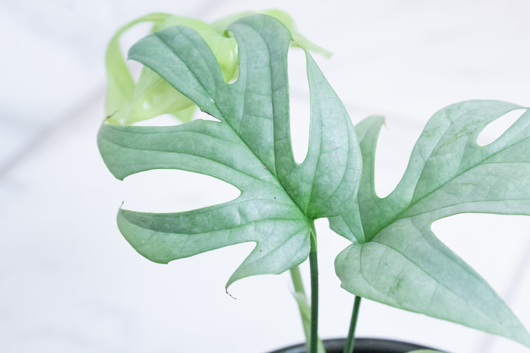 Amydrium Silver, 4" Plant