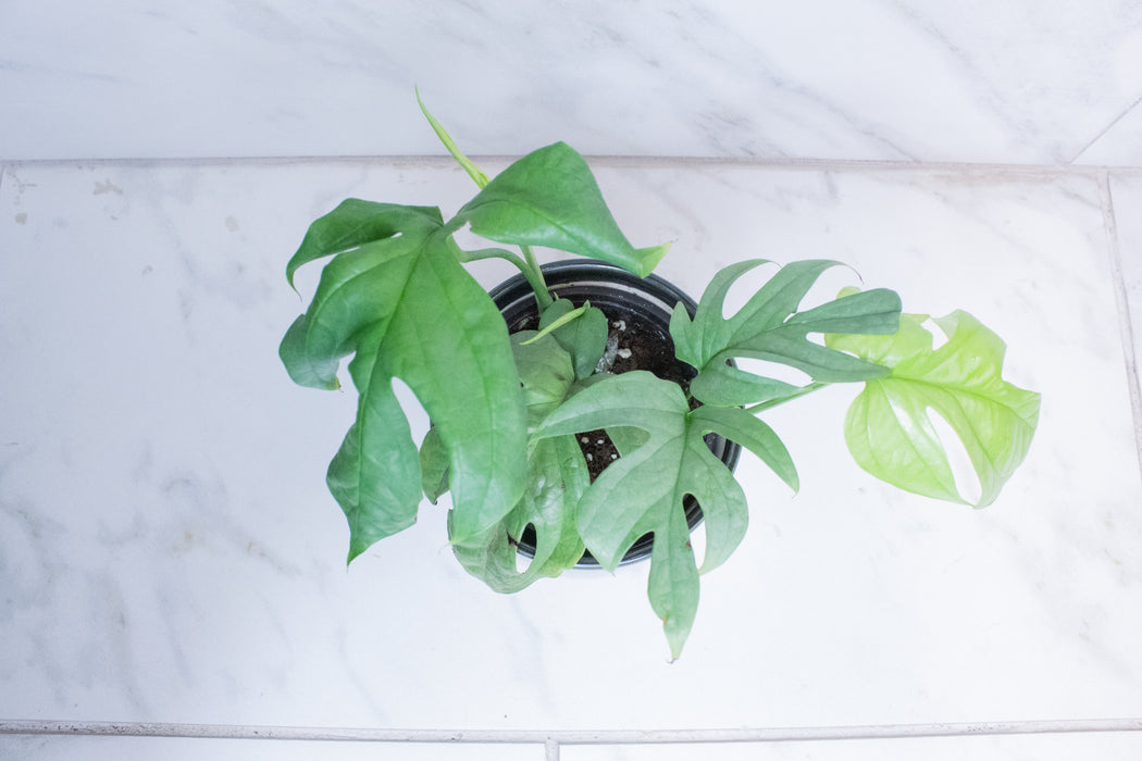 Amydrium Silver, 4" Plant