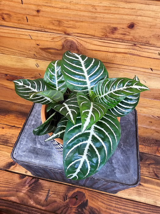 Aphelandra Dania Zebra, 6" Plant