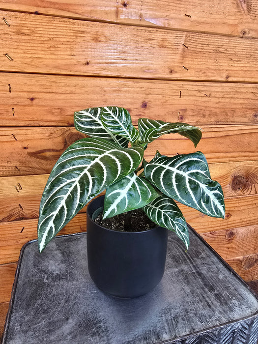 Aphelandra Dania Zebra, 4" Plant