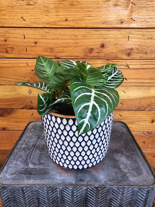 Aphelandra Dania Zebra, 6" Plant