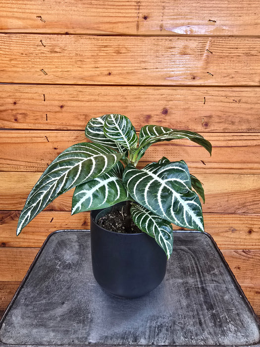 Aphelandra Dania Zebra, 4" Plant