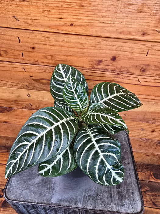 Aphelandra Dania Zebra, 4" Plant