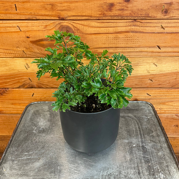 Aralia Ming, 4" Plant