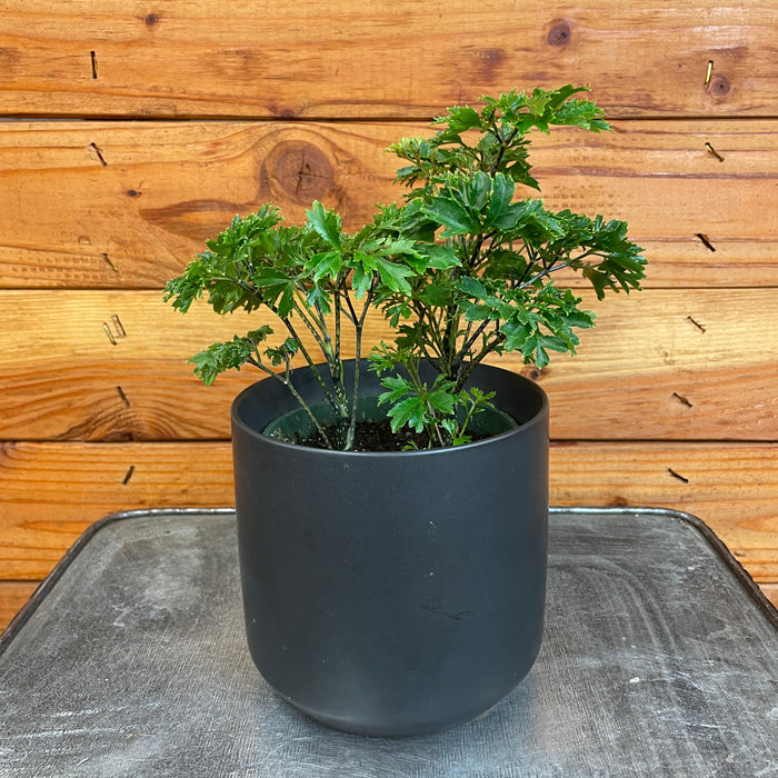 Aralia Ming, 4" Plant