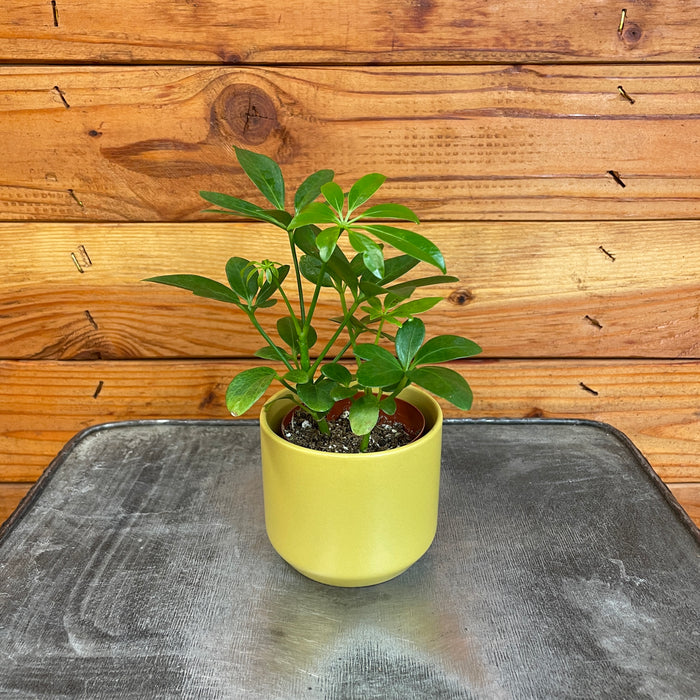 Schefflera Arboricola, 2" Plant