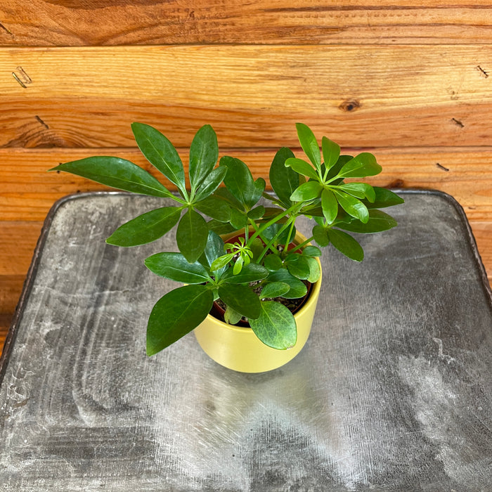 Schefflera Arboricola, 2" Plant