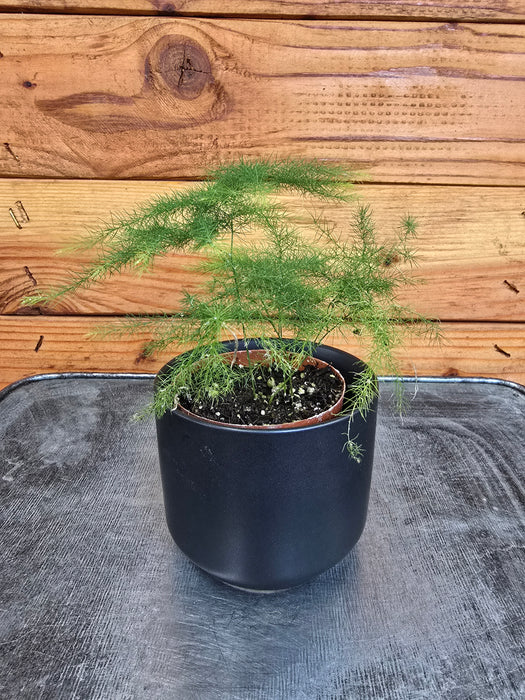 Asparagus Plumosa Fern, 2" Plant