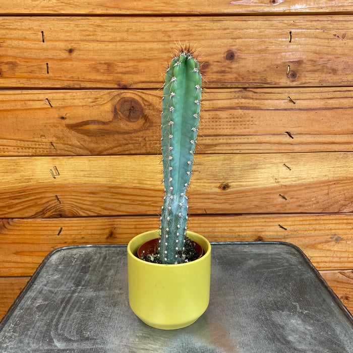 Pilosocereus Azureus, 2" Plant