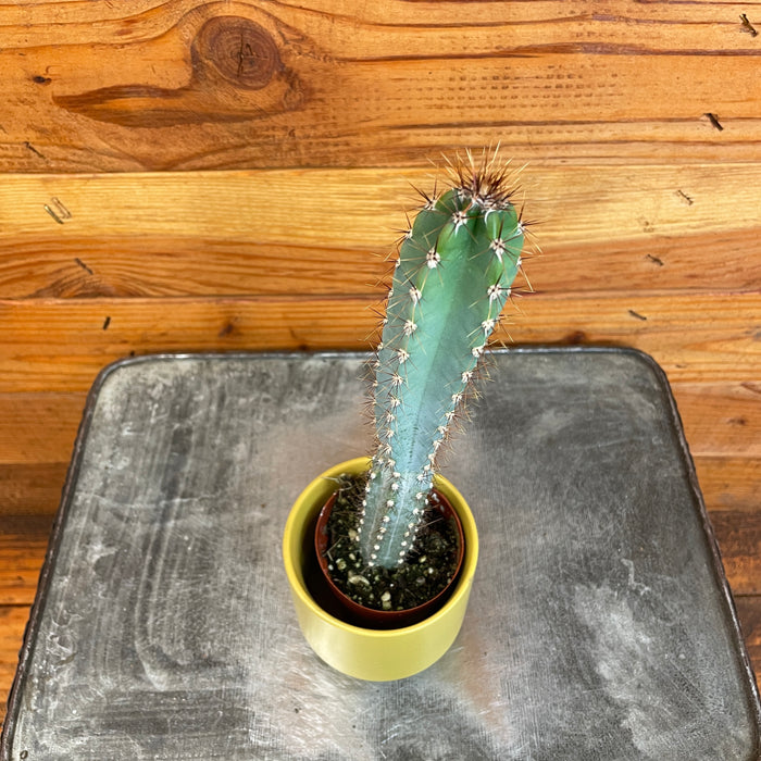 Pilosocereus Azureus, 2" Plant