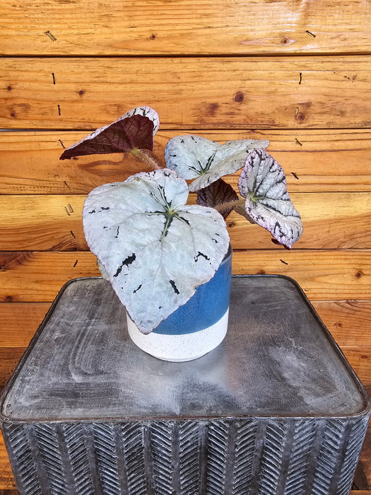 Begonia Rex Ball, 4" Plant