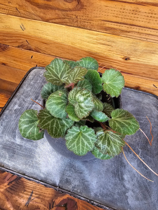 Begonia Strawberry, 4" Plant