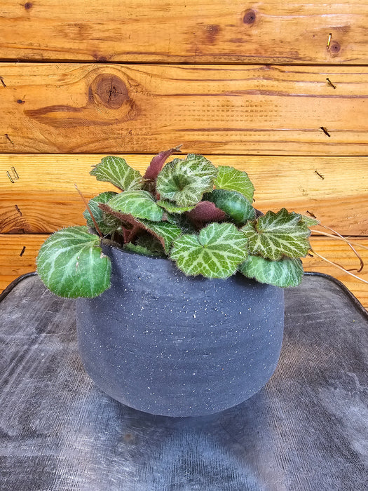 Begonia Strawberry, 4" Plant