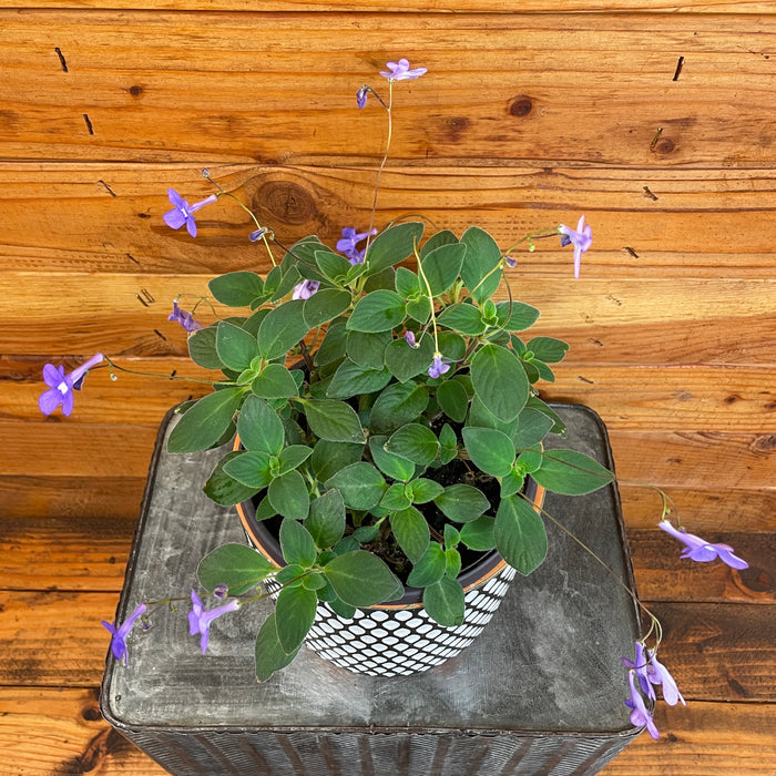 Streptocarpella Concord Blue, 6" Plant