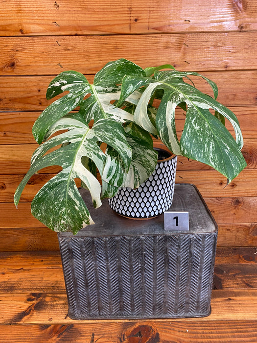 Monstera Borsigiana Albo-Pick Your Plant, 6” Plant