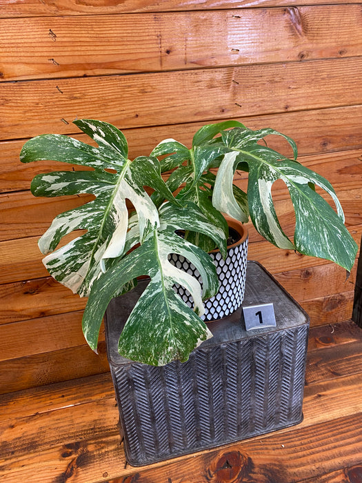 Monstera Borsigiana Albo-Pick Your Plant, 6” Plant