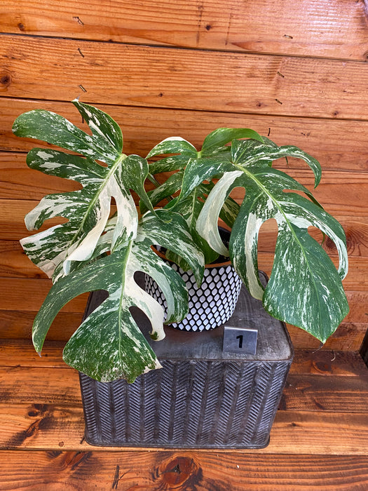 Monstera Borsigiana Albo-Pick Your Plant, 6” Plant