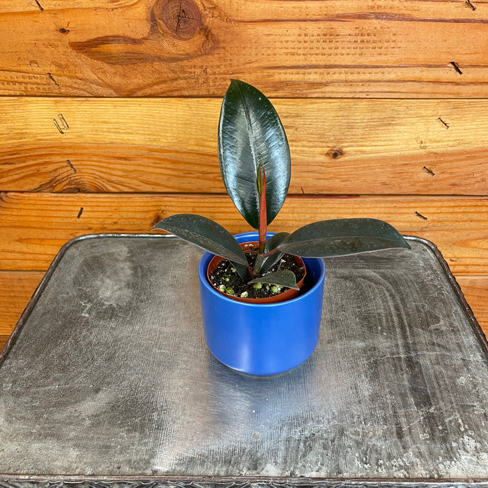 Ficus Burgundy, 2" Plant