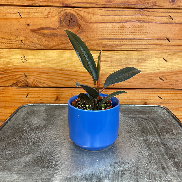 Ficus Burgundy, 2" Plant