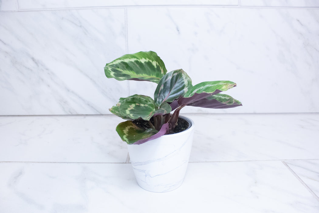 Calathea Medallion, 4" Plant