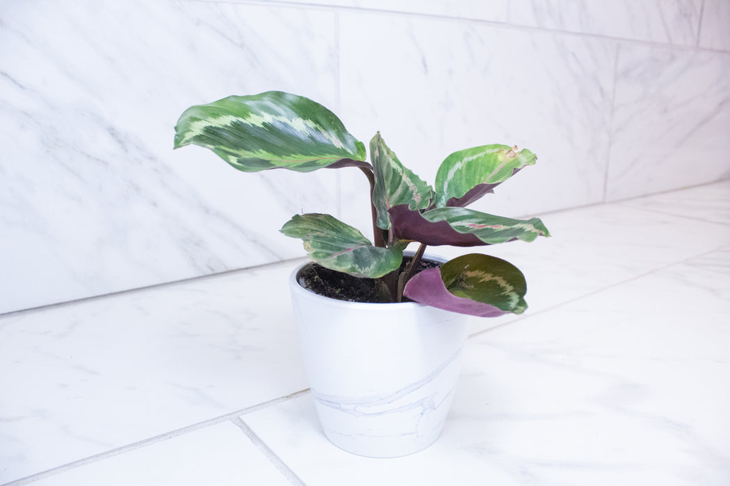 Calathea Medallion, 4" Plant
