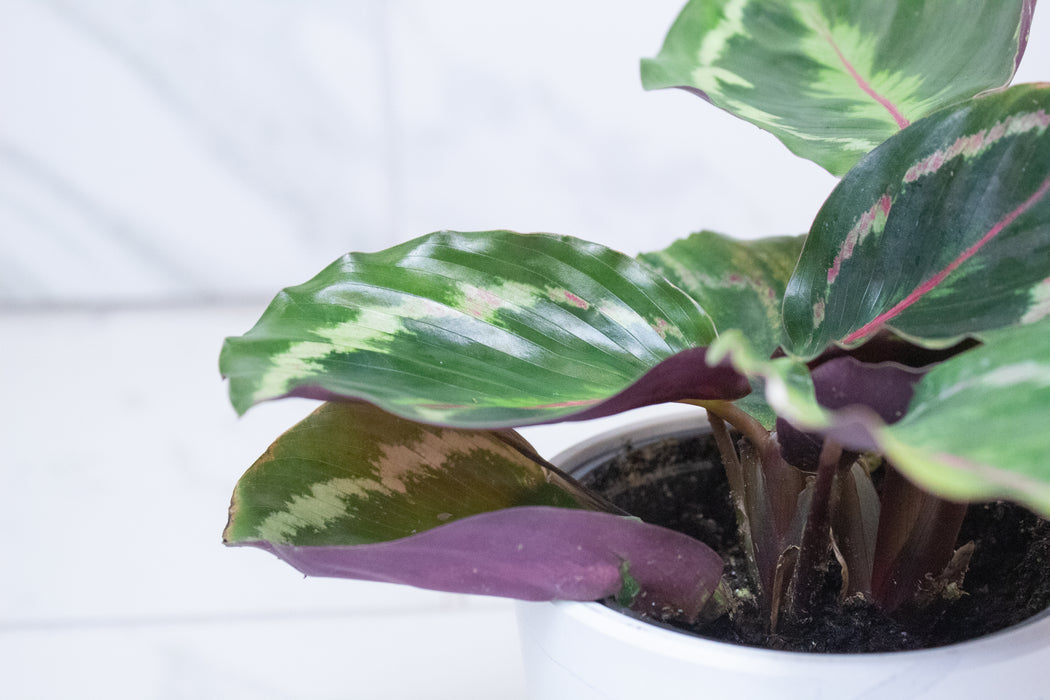 Calathea Medallion, 4" Plant