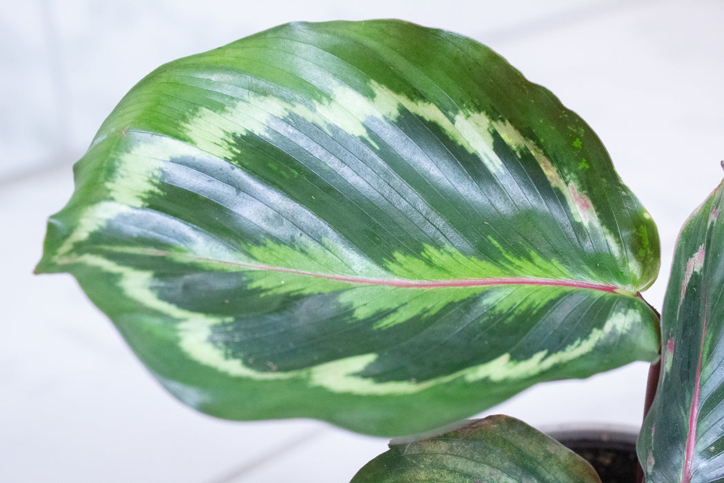 Calathea Medallion, 4" Plant