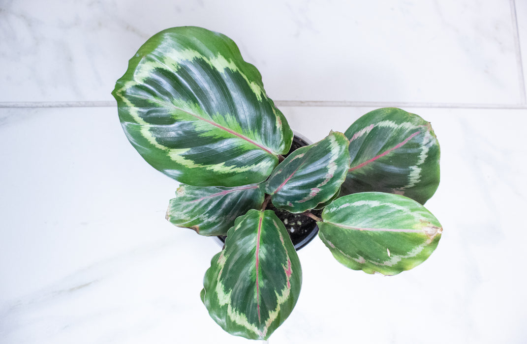 Calathea Medallion, 4" Plant