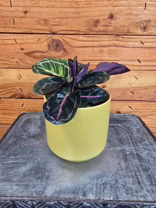 Calathea Roseopicta Illustris, 4" Plant