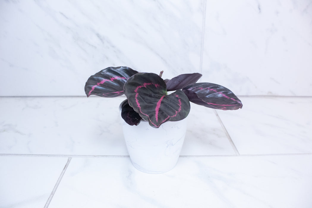 Calathea Roseopicta Dottie, 4" Plant